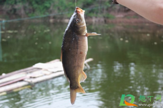 花露水可以釣魚用嗎4